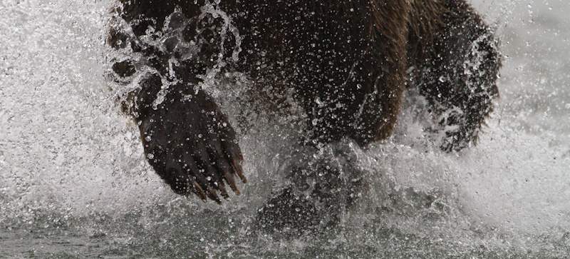 Grizzly Bear Crossing River